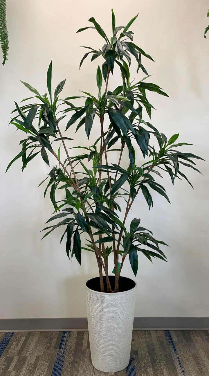 Large Dracaena plant with sleek dark green leaves placed in a contemporary white rounded planter, adding an elegant and natural element to the modern indoor space