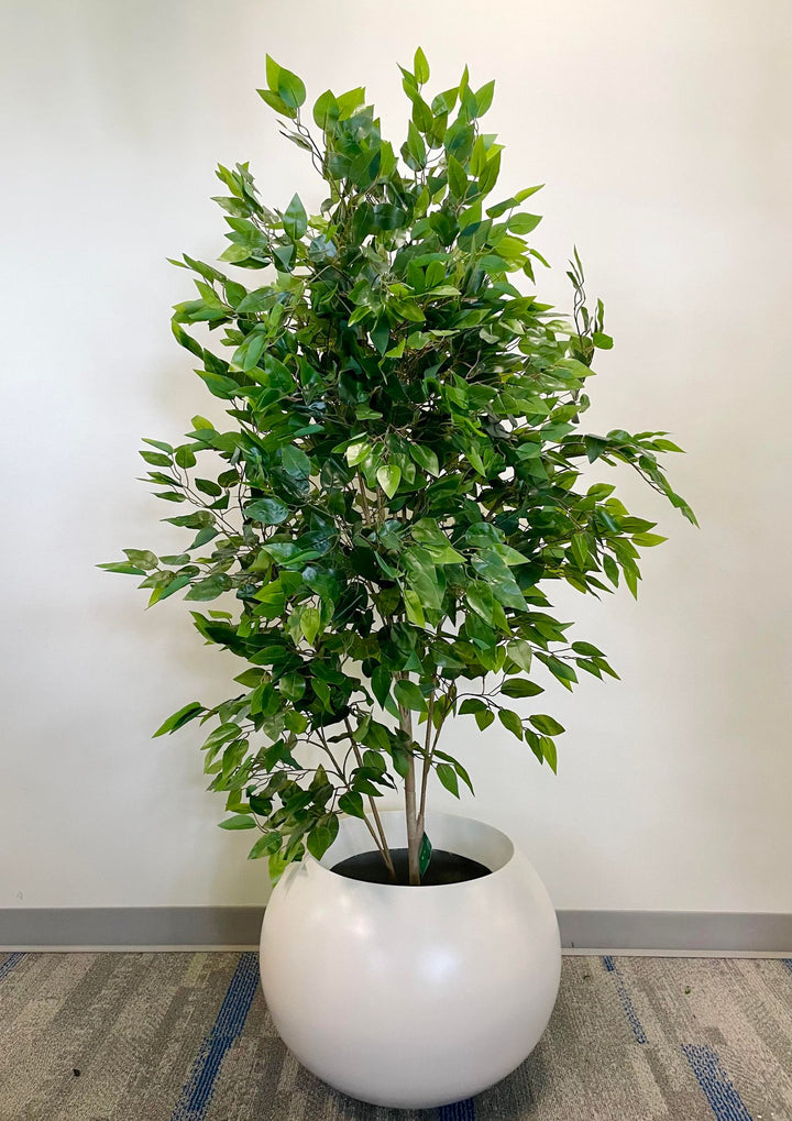 A leafy green plant in a round white pot, placed indoors against a light-colored wall, adding a touch of nature and freshness to the space.