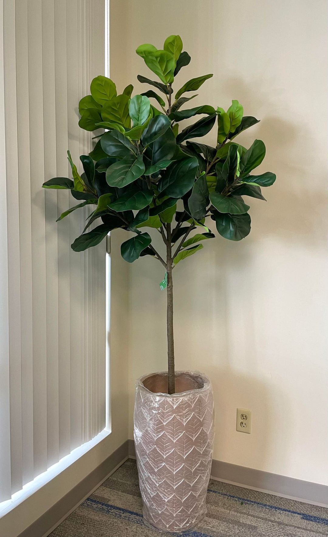 A indoor plant with broad green leaves placed in a white cylindrical pot, positioned near a bright window that allows natural light to highlight its vibrant foliage.