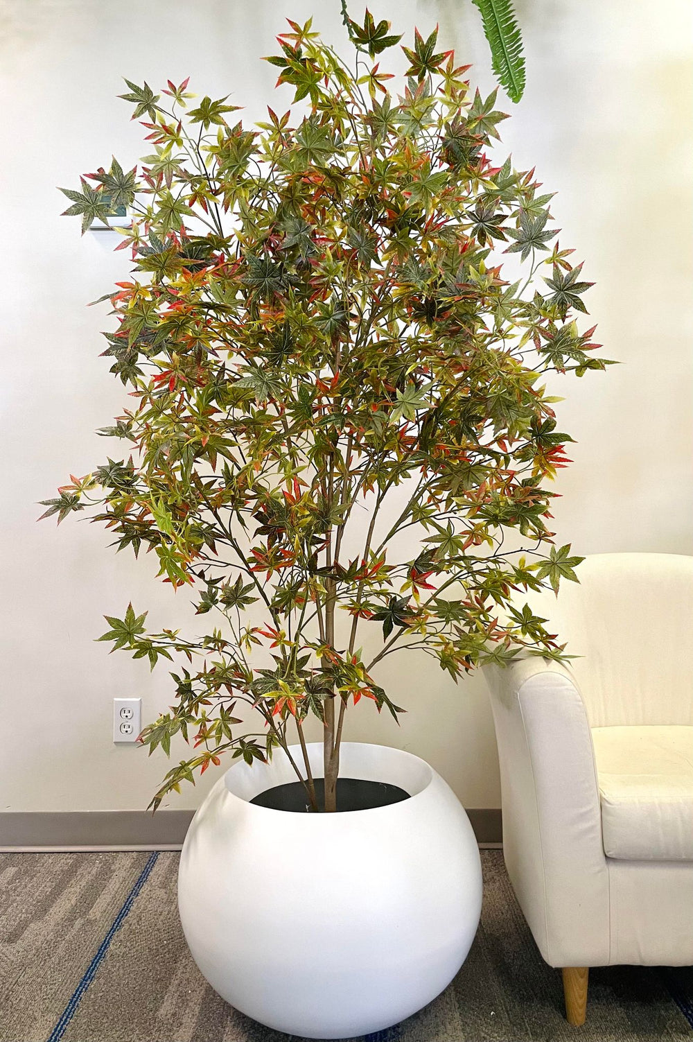 Artificial Japanese maple tree with green and red leaves in a textured white planter, placed near a large window in a bright indoor space