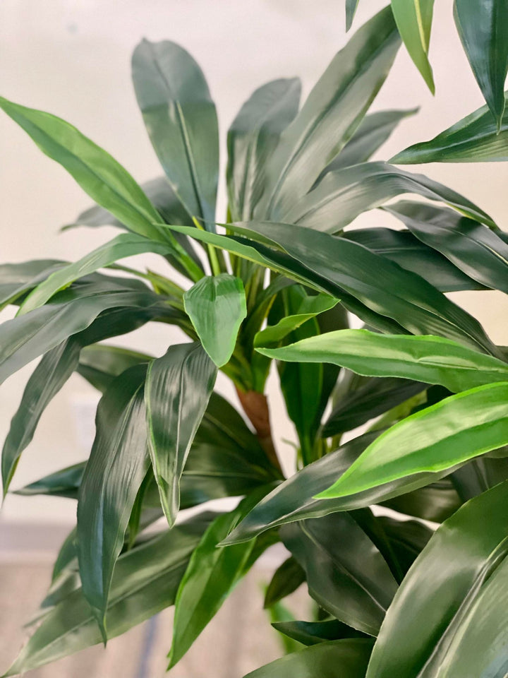 Close-up view of vibrant green Dracaena plant leaves with a rich blend of dark and light shades, showcasing the plant’s natural texture and leaf pattern, perfect for home or office decor.