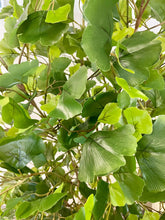 Load image into Gallery viewer, Close-up view of artificial green ginkgo leaves with lifelike texture and various shades of green, creating a natural and vibrant look for indoor decor.
