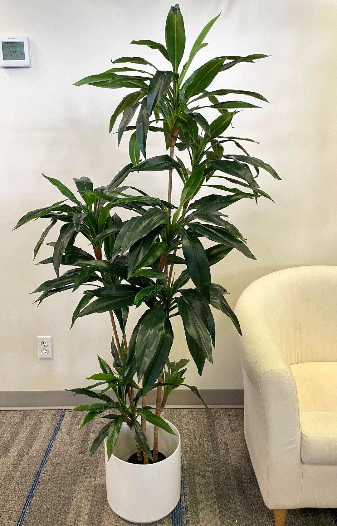 Indoor Dracaena plant in a sleek white pot, placed next to a cozy white armchair, adding a touch of greenery to the modern office or living room environment