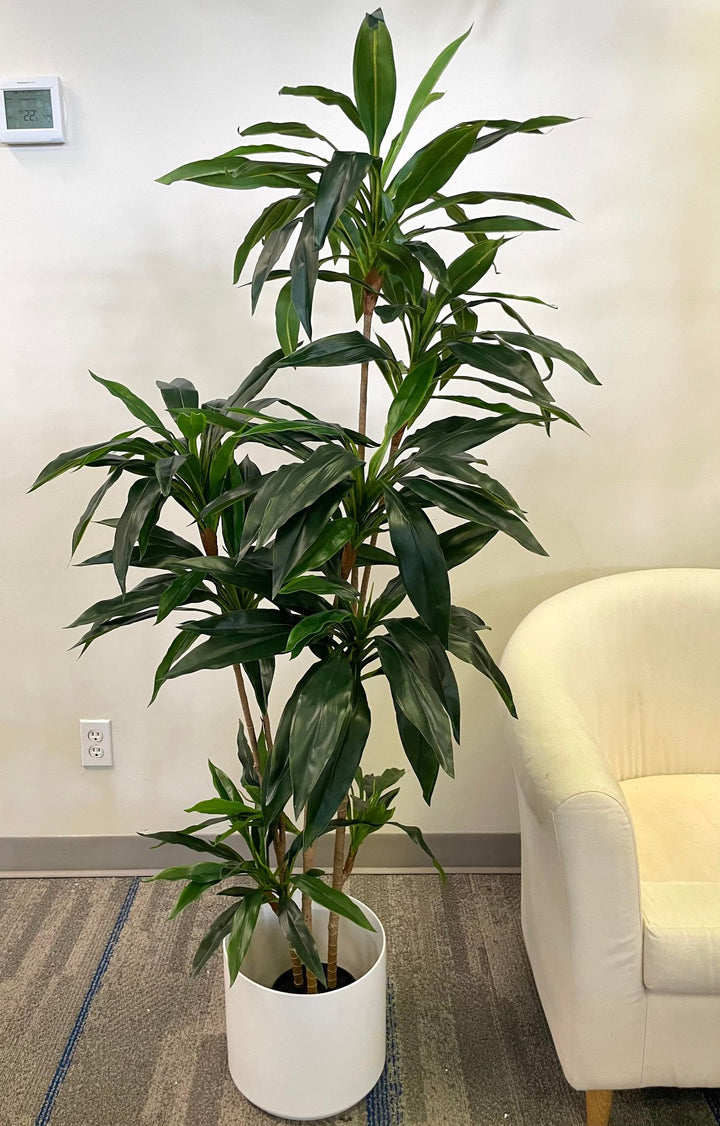 Indoor Dracaena plant in a sleek white pot, placed next to a cozy white armchair, adding a touch of greenery to the modern office or living room environment