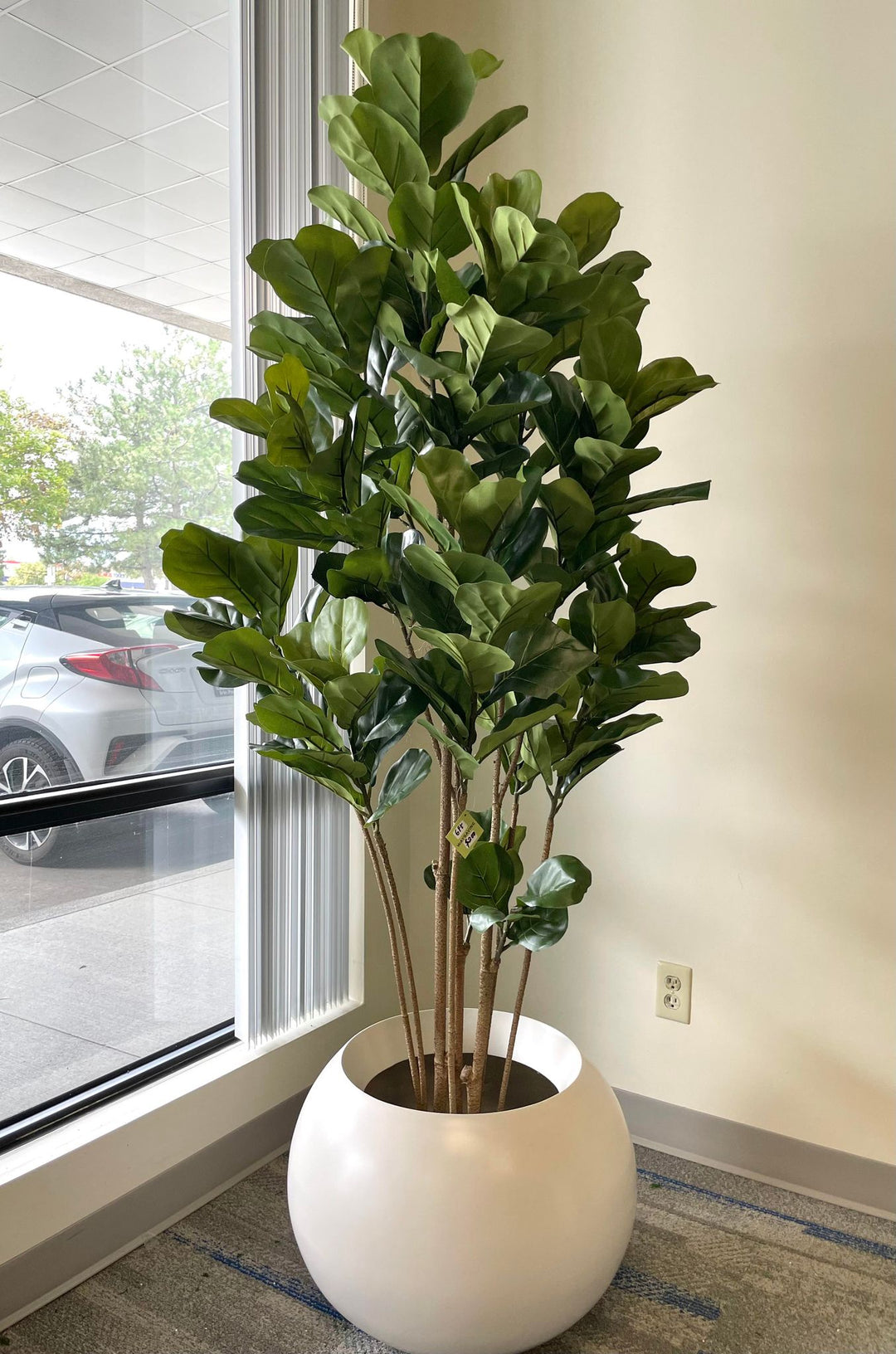 A fiddle-leaf fig tree is placed in a modern, white, rounded pot by a large window, with a snowy outdoor scene visible through the glass. The tree adds a touch of greenery to the indoor space, contrasting with the wintry view outside.
