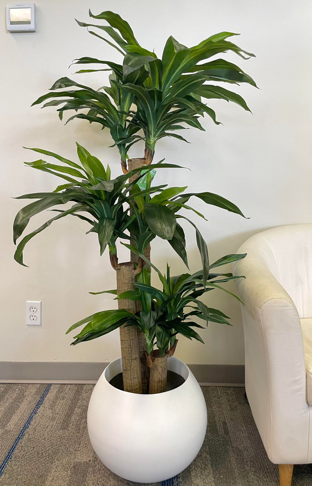 Beautiful Dracaena plant with lush green leaves, displayed in a modern white round planter, perfect for indoor decor in homes or offices, adding a touch of nature and elegance to any space.