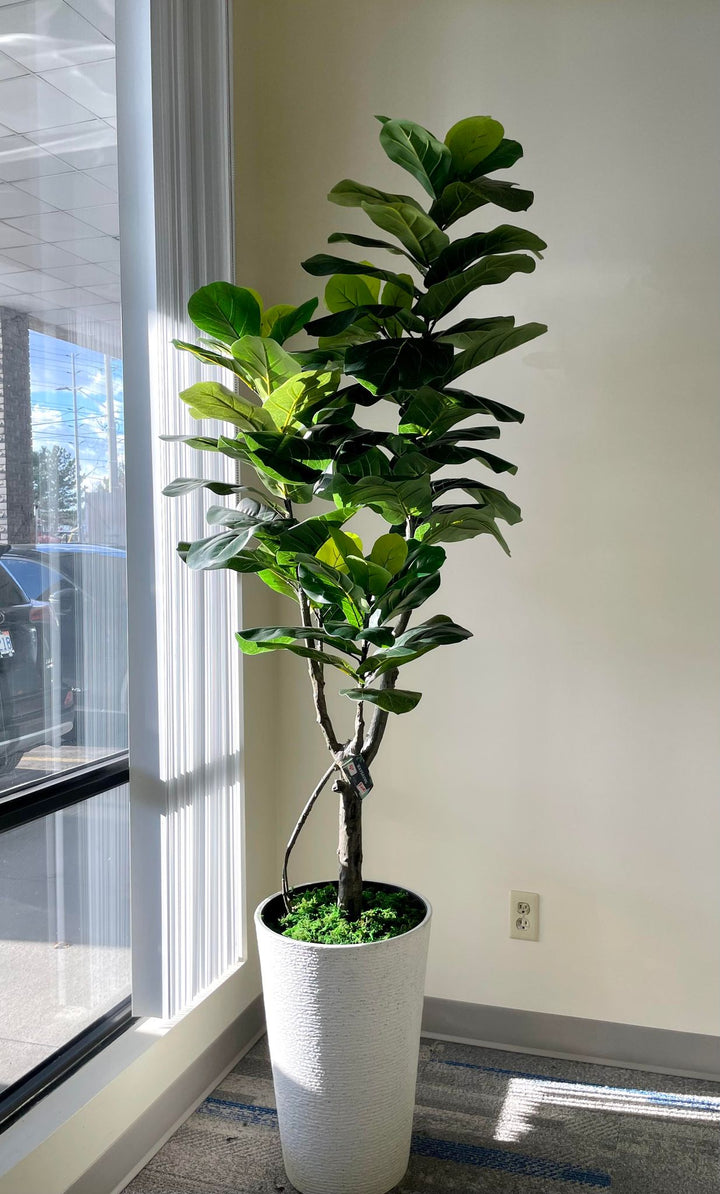 A tall indoor plant with broad green leaves placed in a white cylindrical pot, positioned near a bright window that allows natural light to highlight its vibrant foliage.