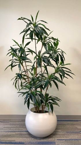 Large Dracaena plant with sleek dark green leaves placed in a contemporary white rounded planter, adding an elegant and natural element to the modern indoor space.