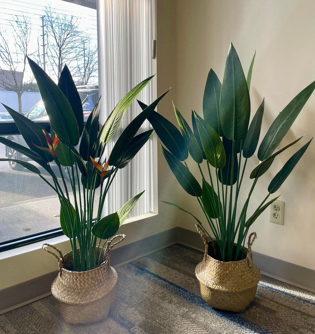 Two artificial Bird of Paradise plants with large green leaves in woven baskets, placed near a window with natural light streaming in, casting a soft glow on the leaves.