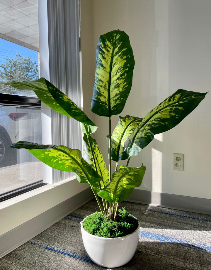 The image shows a potted plant with large, vibrant green leaves with dark green patterns. The plant is placed in a white pot filled with green moss at the base, located near a window that allows natural light to illuminate the plant. The scene has a calm and fresh atmosphere, with the plant thriving in the sunlight.