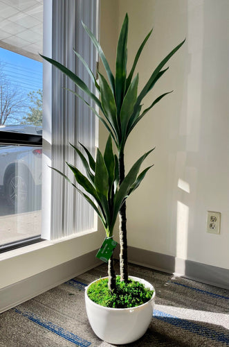  indoor yucca plant with lush green leaves, arranged in a white planter. The sleek, elongated leaves add a contemporary and elegant touch to the decor, complementing the neutral color palette of the room. The setup creates a minimal yet refreshing ambiance, ideal for both residential and office spaces.