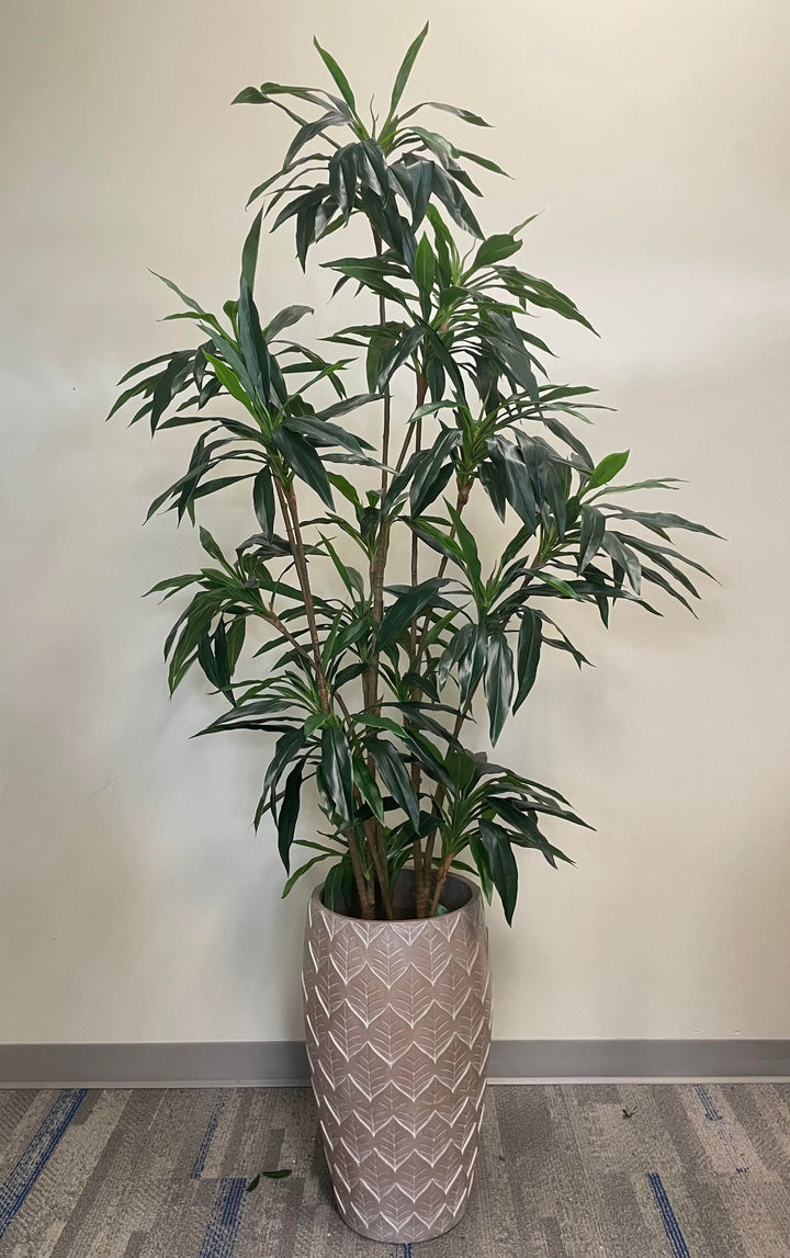 Large Dracaena plant with sleek dark green leaves placed in a contemporary pink planter, adding an elegant and natural element to the modern indoor space.