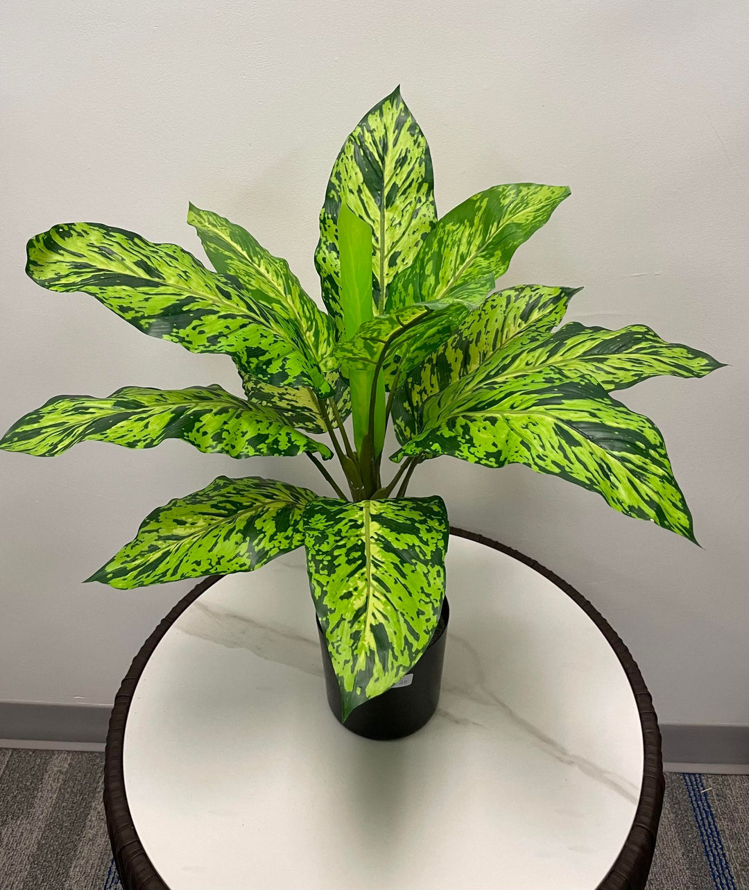 A small potted plant with large, vibrant green leaves featuring dark green speckles. The plant is placed on a white table with a black pot.