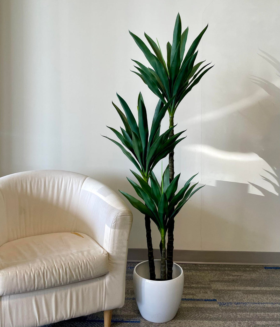a tall indoor plant with lush green leaves, arranged in a white planter next to a beige armchair. The sleek, elongated leaves add a contemporary and elegant touch to the decor, complementing the neutral color palette of the room. The setup creates a minimal yet refreshing ambiance, ideal for both residential and office spaces.
