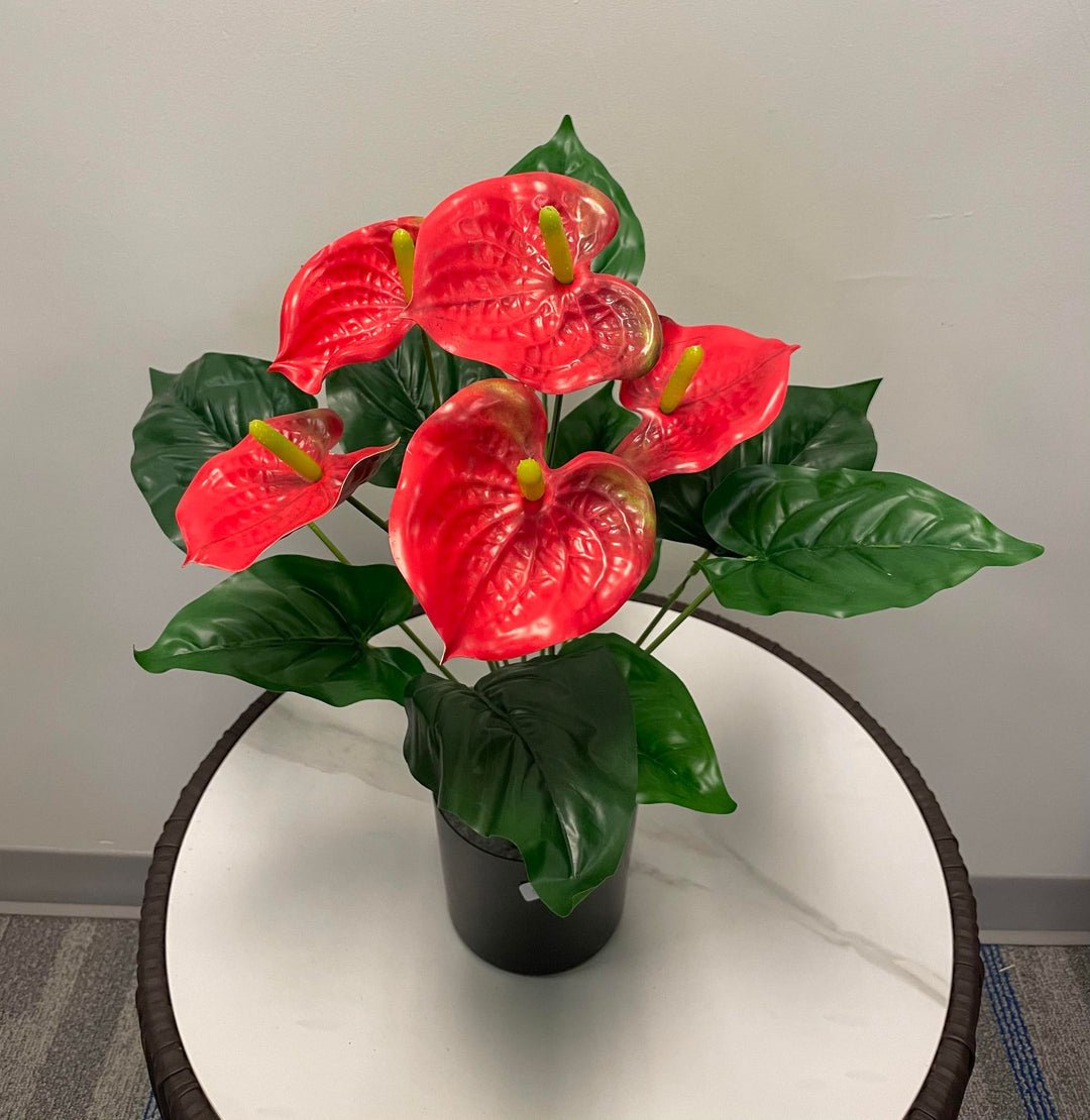 A bright red anthurium plant with glossy heart-shaped petals and yellow spadix, displayed in a black pot on a marble surface.