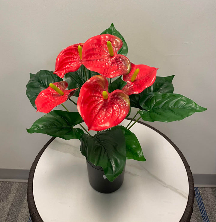 A bright red anthurium plant with glossy heart-shaped petals and yellow spadix, displayed in a black pot on a marble surface.
