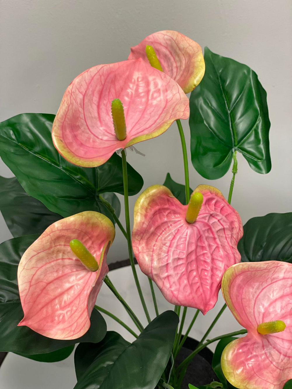 A close-up of vibrant pink anthurium flowers with green leaves, highlighting their heart-shaped petals and central spadix.