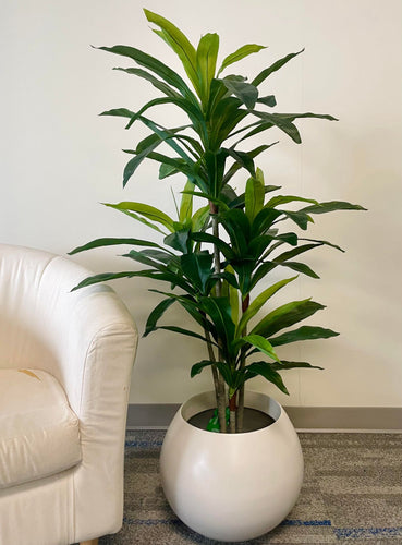 Indoor tropical plant with lush green leaves, beautifully placed in a modern white pot, perfect for adding a natural and calming touch to any living space.