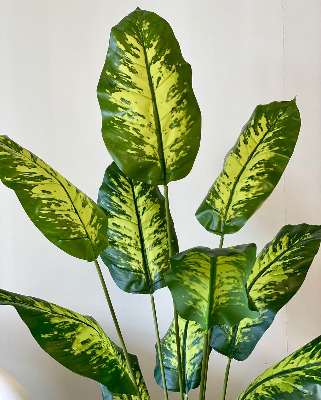 A close-up view of large, variegated green leaves with distinct patterns, showcasing the plant's vibrant colors and texture.