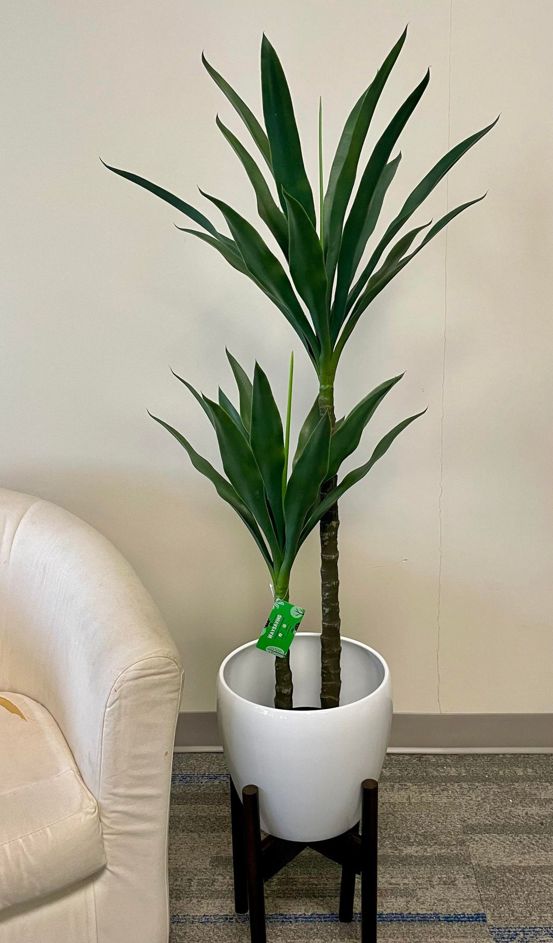  indoor yucca plant with lush green leaves, arranged in a white planter next to a beige armchair. The sleek, elongated leaves add a contemporary and elegant touch to the decor, complementing the neutral color palette of the room. The setup creates a minimal yet refreshing ambiance, ideal for both residential and office spaces.