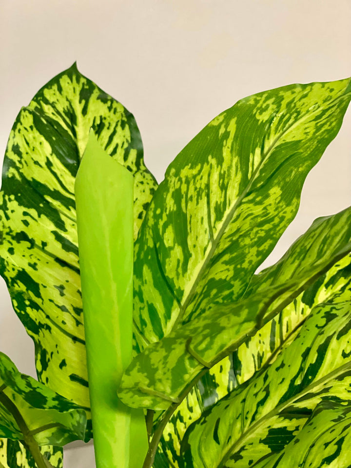A close-up of vibrant green leaves with dark green speckles, showcasing the intricate patterns and smooth texture of the plant.