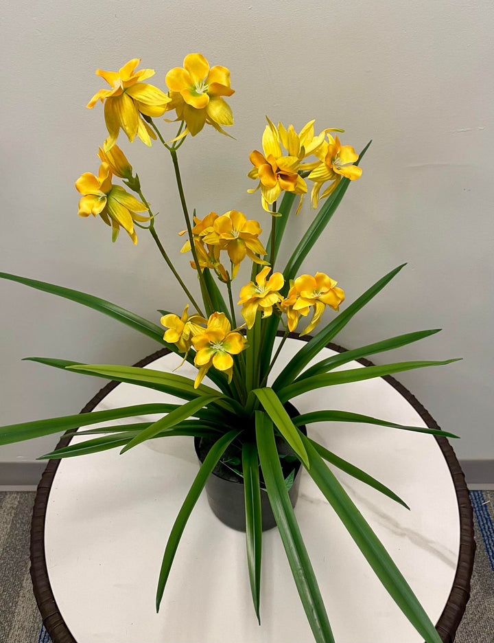 A yellow orchid arrangement with delicate, soft petals in bloom, placed in a black pot with long, slender green leaves extending outward.
