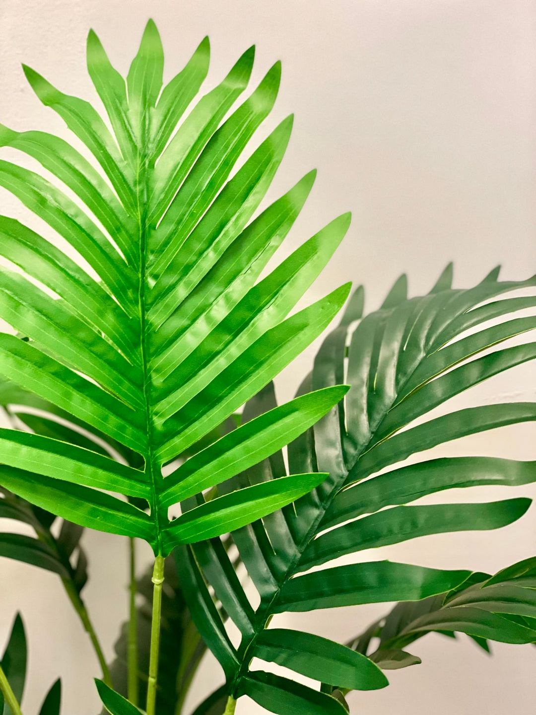 A close-up image showcasing the detailed texture of a large, glossy green leaf with narrow, pointed segments, typical of a tropical plant.