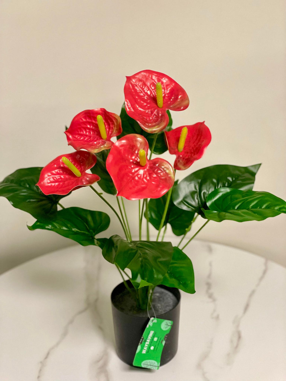 A bright red anthurium plant with glossy heart-shaped petals and yellow spadix, displayed in a black pot on a marble surface.