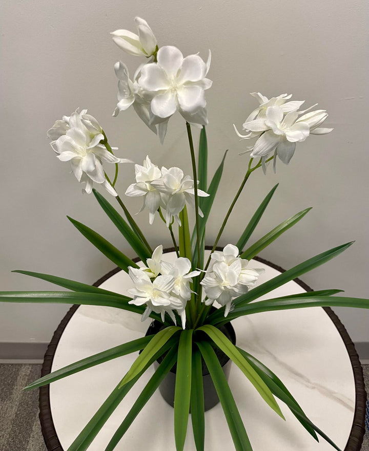 A white orchid arrangement with delicate, soft petals in bloom, placed in a black pot with long, slender green leaves extending outward.