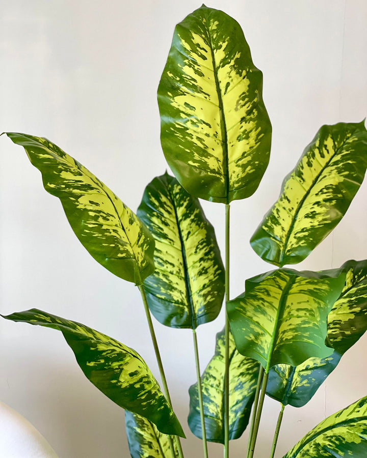 A close-up view of large, variegated green leaves with distinct patterns, showcasing the plant's vibrant colors and texture.