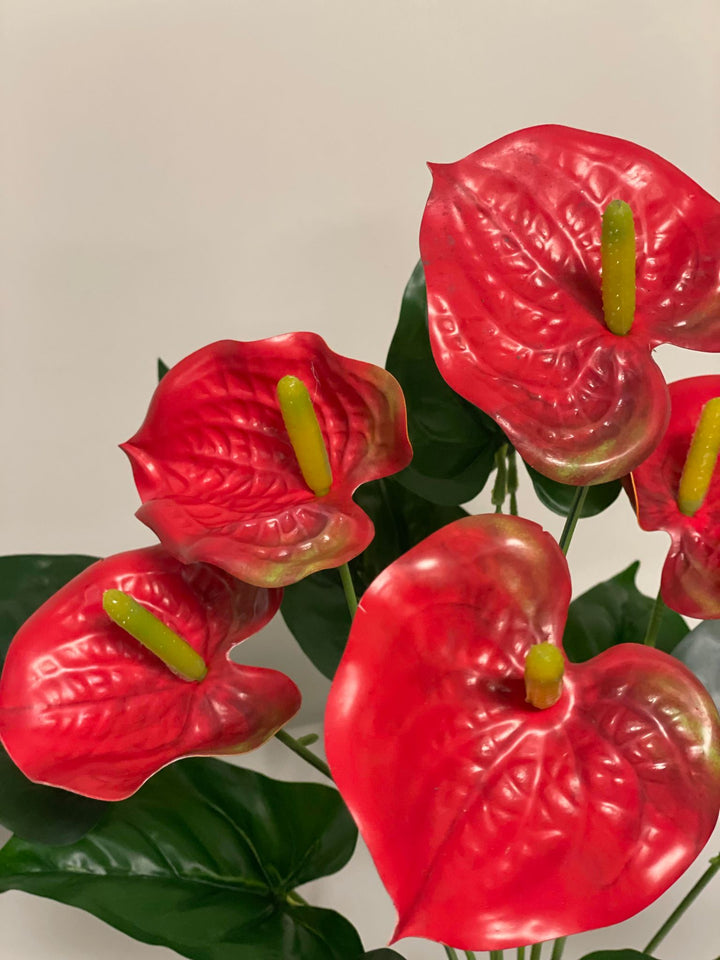 A close-up of vibrant red anthurium flowers with green leaves, highlighting their heart-shaped petals and central spadix.