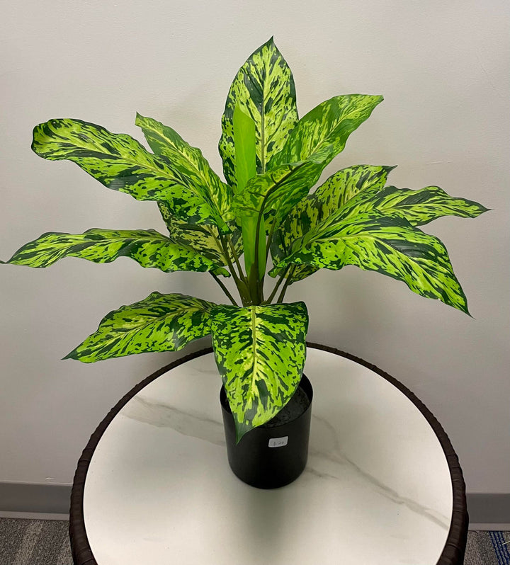 A small potted plant with large, vibrant green leaves featuring dark green speckles. The plant is placed on a white table with a black pot.
