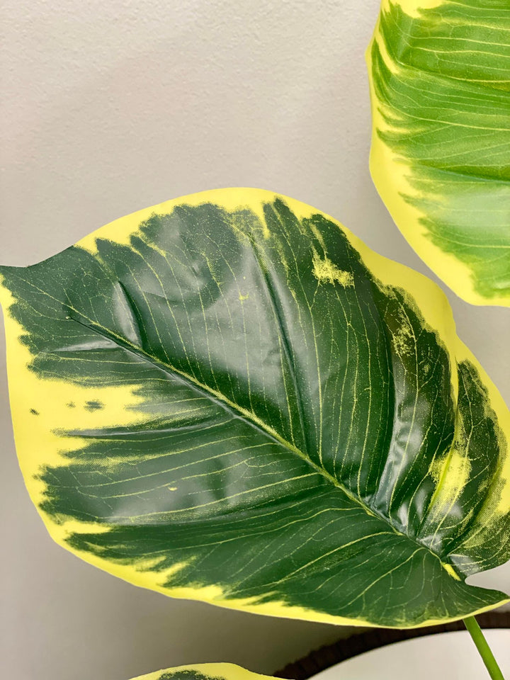 A close-up image of lush, large variegated leaves featuring vivid green and yellow tones, displaying intricate vein patterns and a smooth glossy texture.