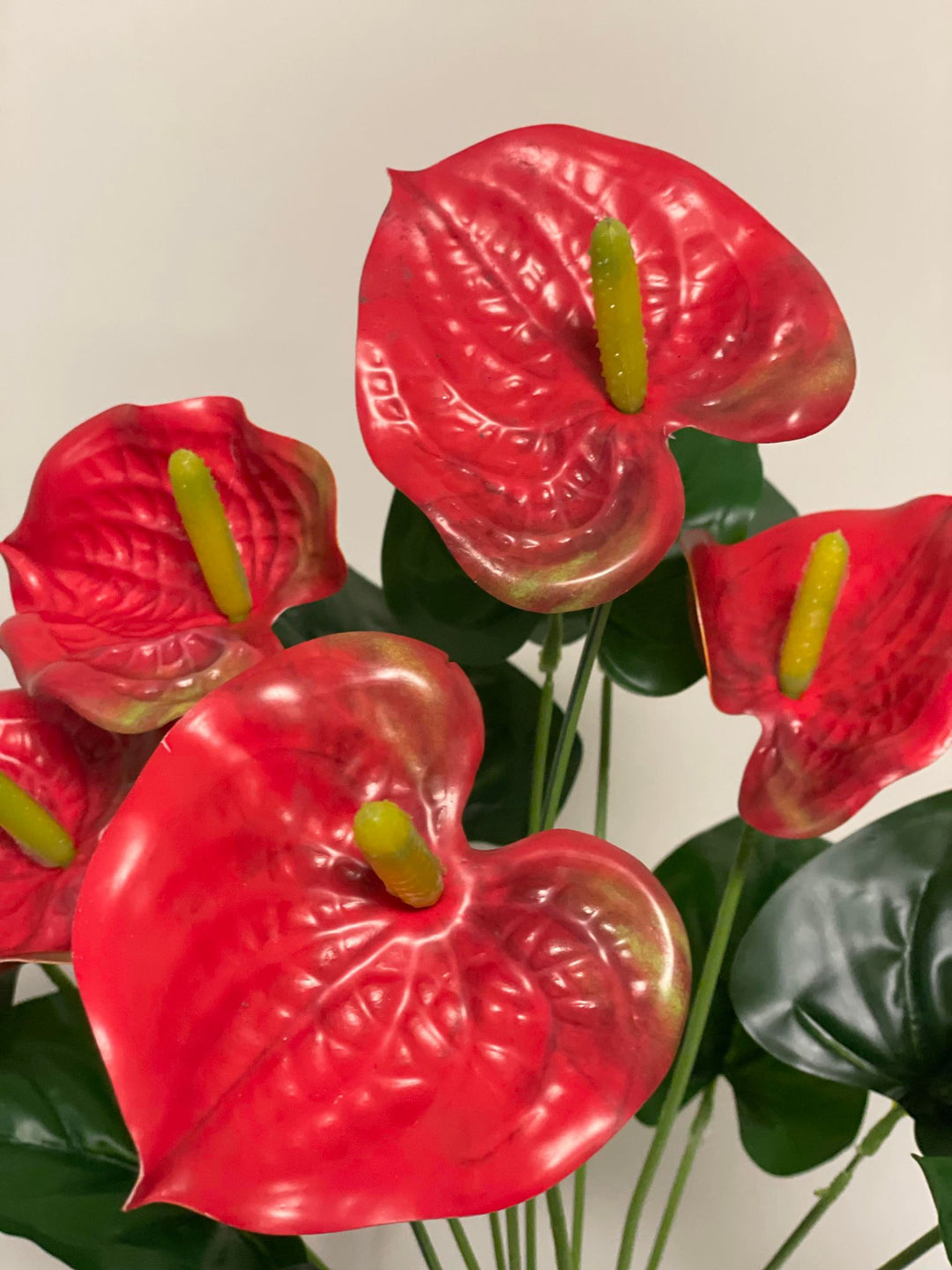 A close-up of vibrant red anthurium flowers with green leaves, highlighting their heart-shaped petals and central spadix.