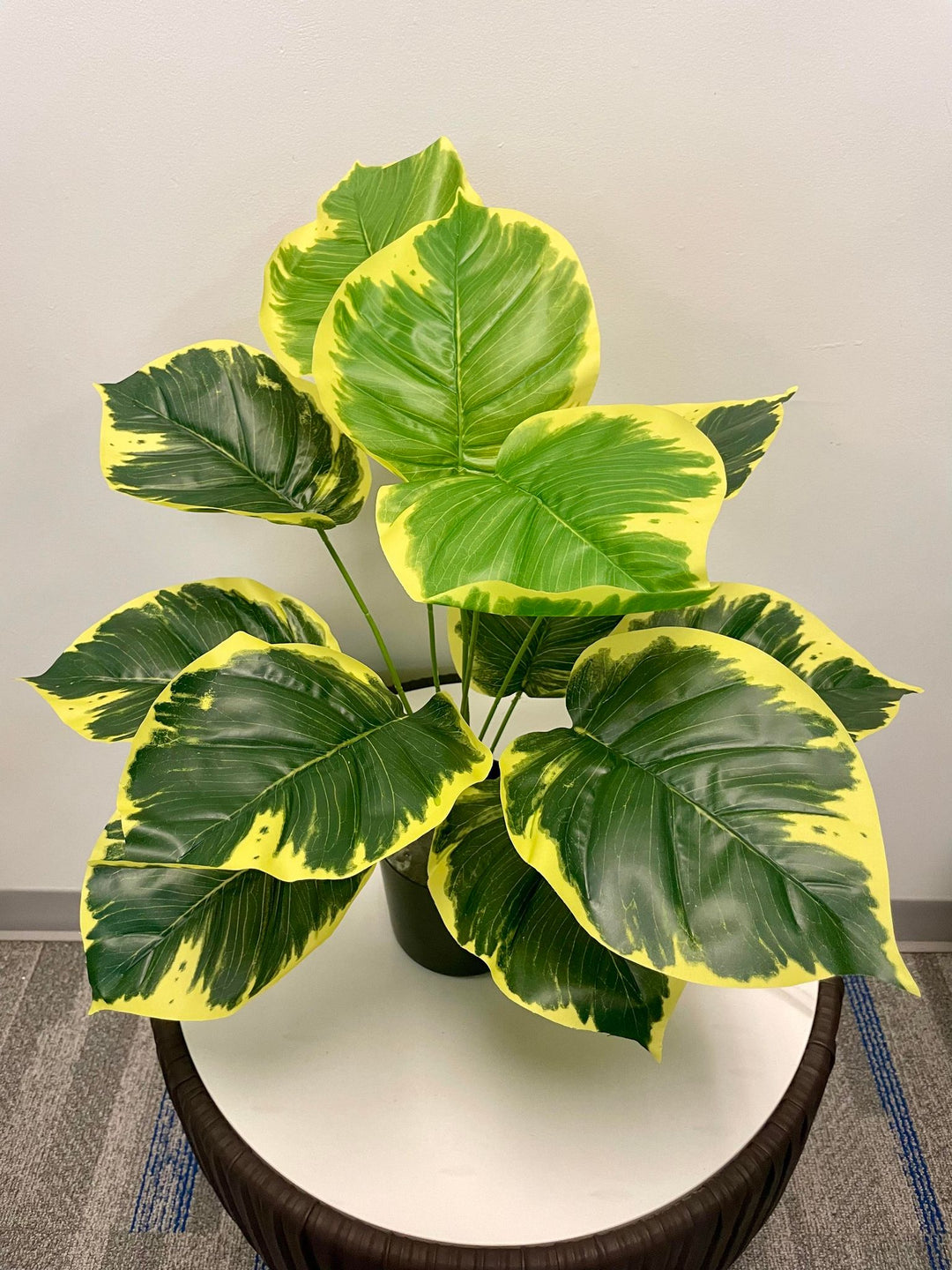 A beautiful plant with large, glossy leaves displaying a striking combination of green and yellow variegation, creating a vibrant and tropical feel.