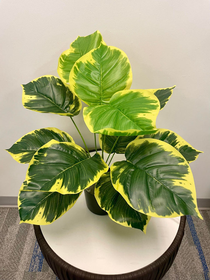 A beautiful plant with large, glossy leaves displaying a striking combination of green and yellow variegation, creating a vibrant and tropical feel.