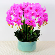 Charger l&#39;image dans la galerie, Real touch Artificial Orchid Flower Arrangement (10 stems )
