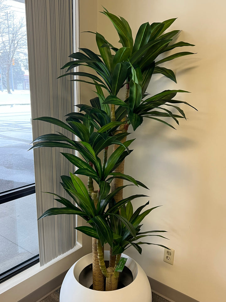 yucca plant in a modern round white planter, positioned near a large window, bringing natural greenery into an indoor space with minimalist decor.