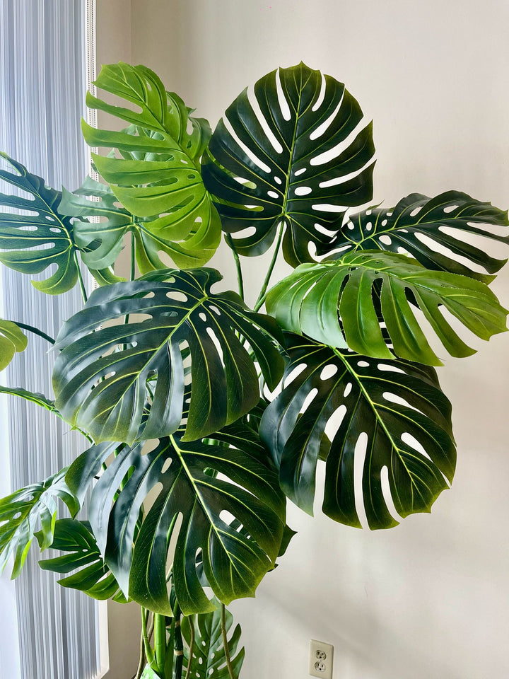 Close-up of monstera leaf with natural splits, cut-outs, and glossy green surface.