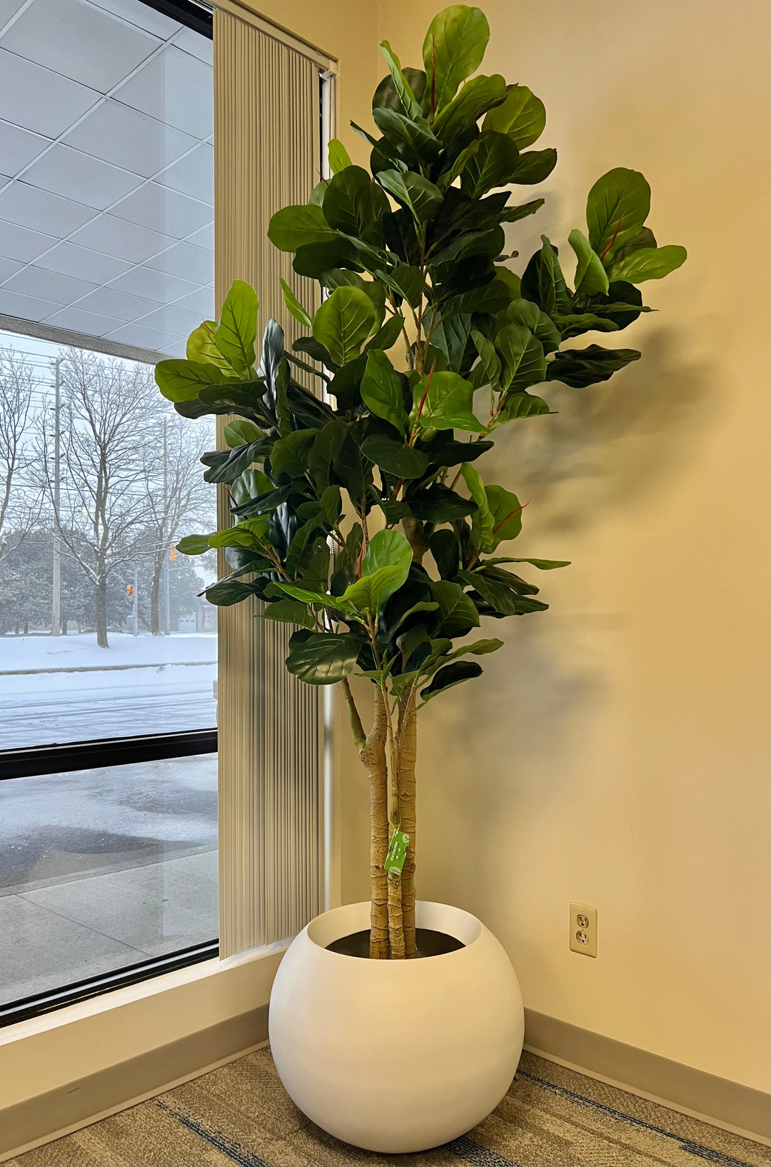 A fiddle-leaf fig tree is placed in a modern, white, rounded pot by a large window, with a snowy outdoor scene visible through the glass. The tree adds a touch of greenery to the indoor space, contrasting with the wintry view outside.