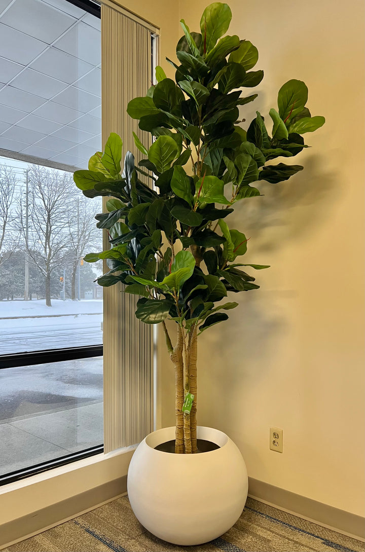 A fiddle-leaf fig tree is placed in a modern, white, rounded pot by a large window, with a snowy outdoor scene visible through the glass. The tree adds a touch of greenery to the indoor space, contrasting with the wintry view outside.