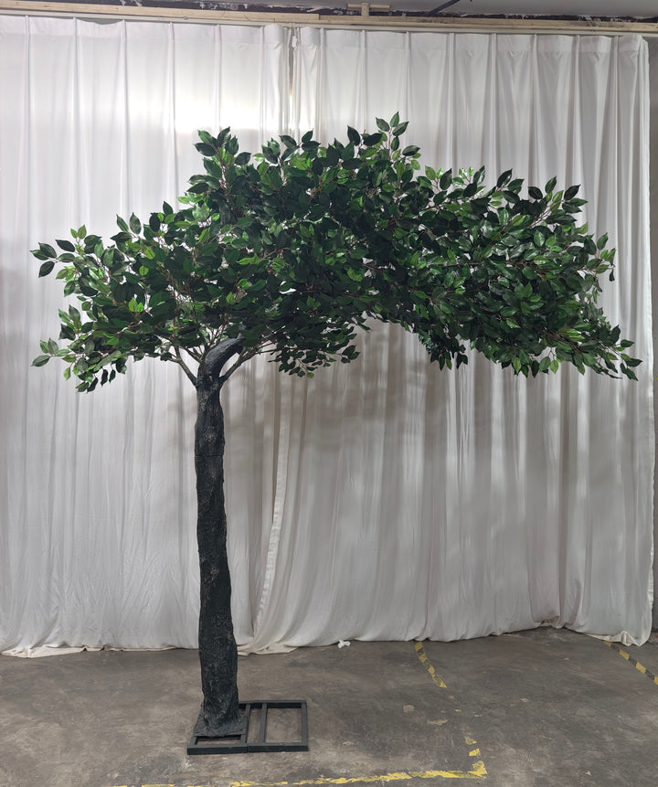 8ft elegant arch ficu tree set in front of a white drapey backdrop.
