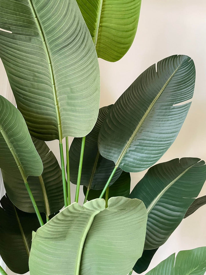 Close-up of lush green bird of paradise leaves showcasing it&
