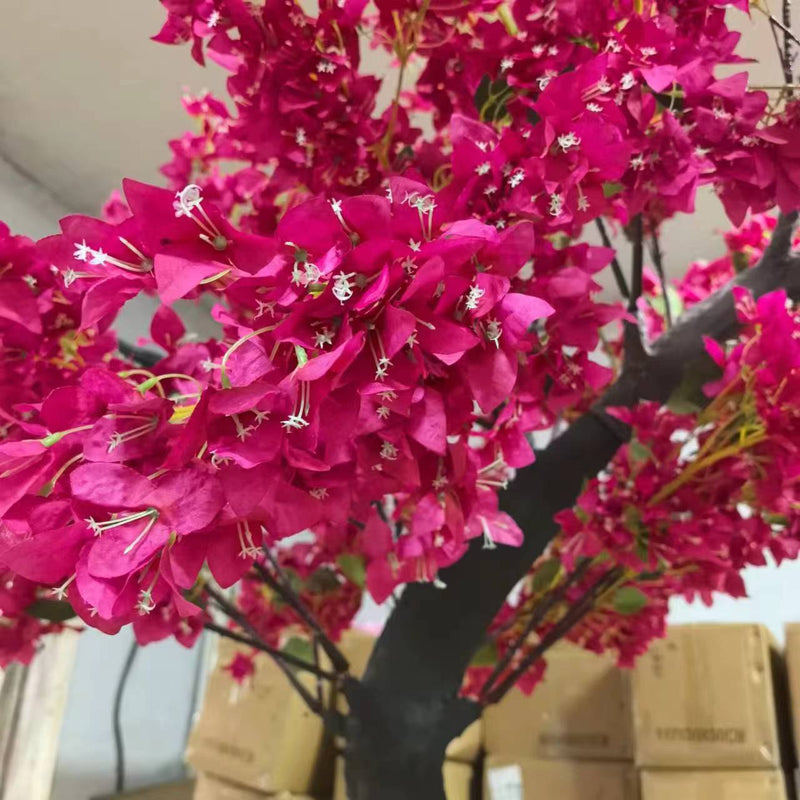 A close-up of a bougainvillea branch with dense bright pink flowers and a dark brown to black stem, photographed indoors.