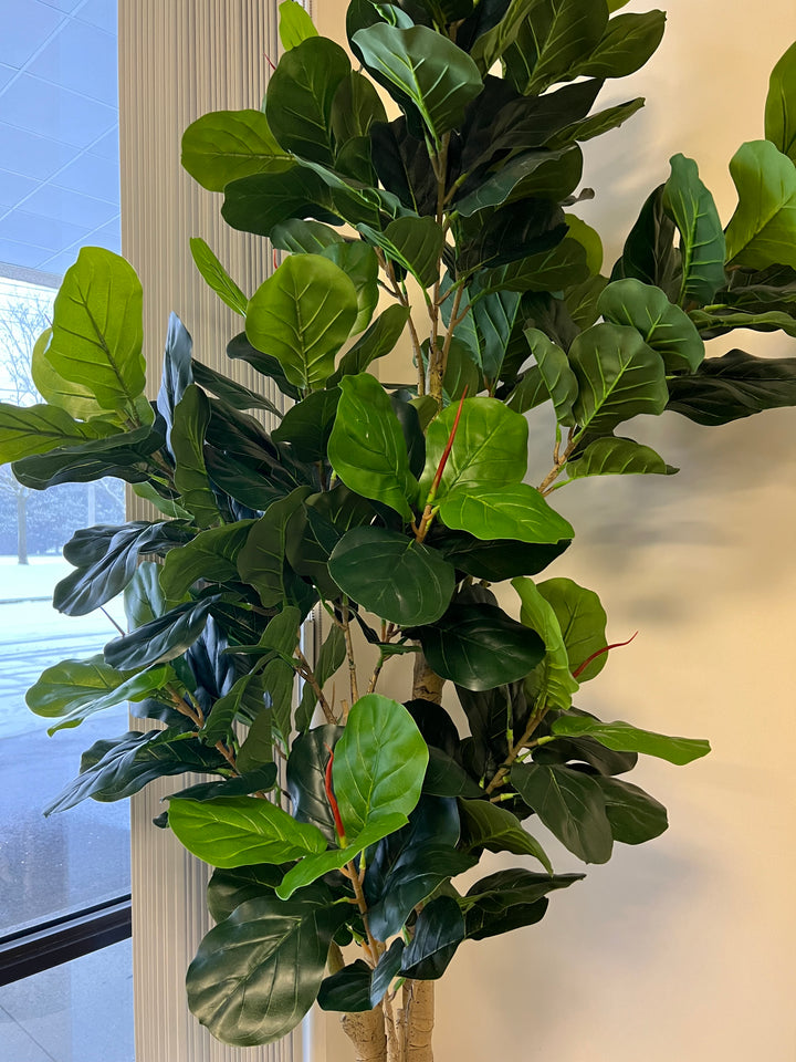 A close-up of the fiddle-leaf fig tree shows its large, glossy leaves with prominent veins. 