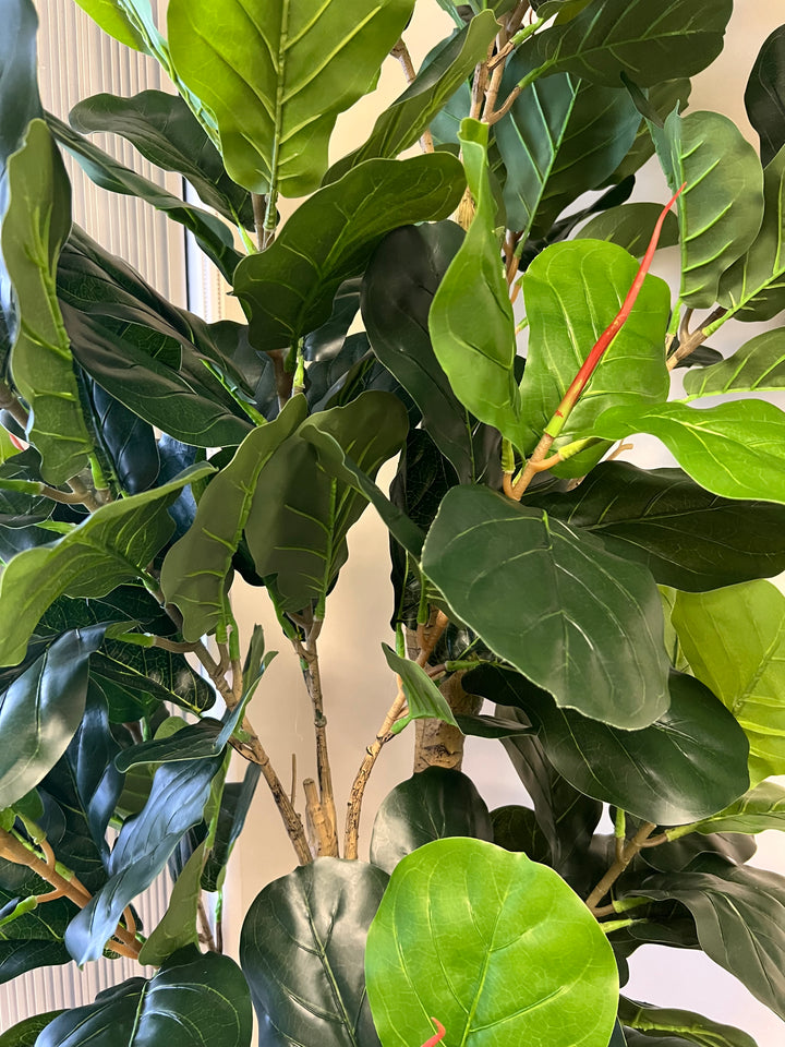 A close-up of the fiddle-leaf fig tree shows its dense, vibrant green leaves with detailed veining, capturing the essence of a real plant.