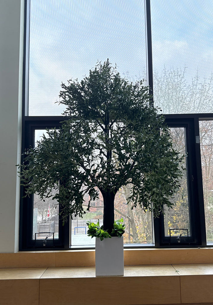 Potted olive tree in a white pot on a windowsill with large glass windows in the background