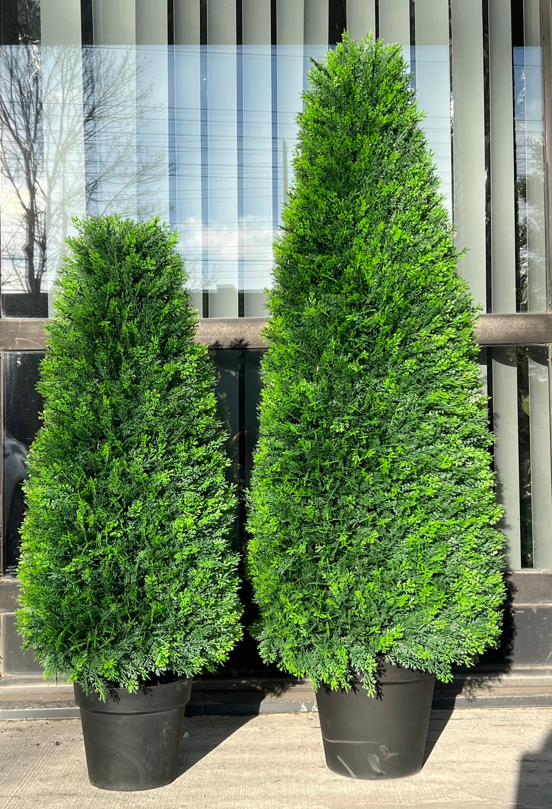 Two artificial topiary trees in black pots, ideal for enhancing the entrance of any building with lush greenery.