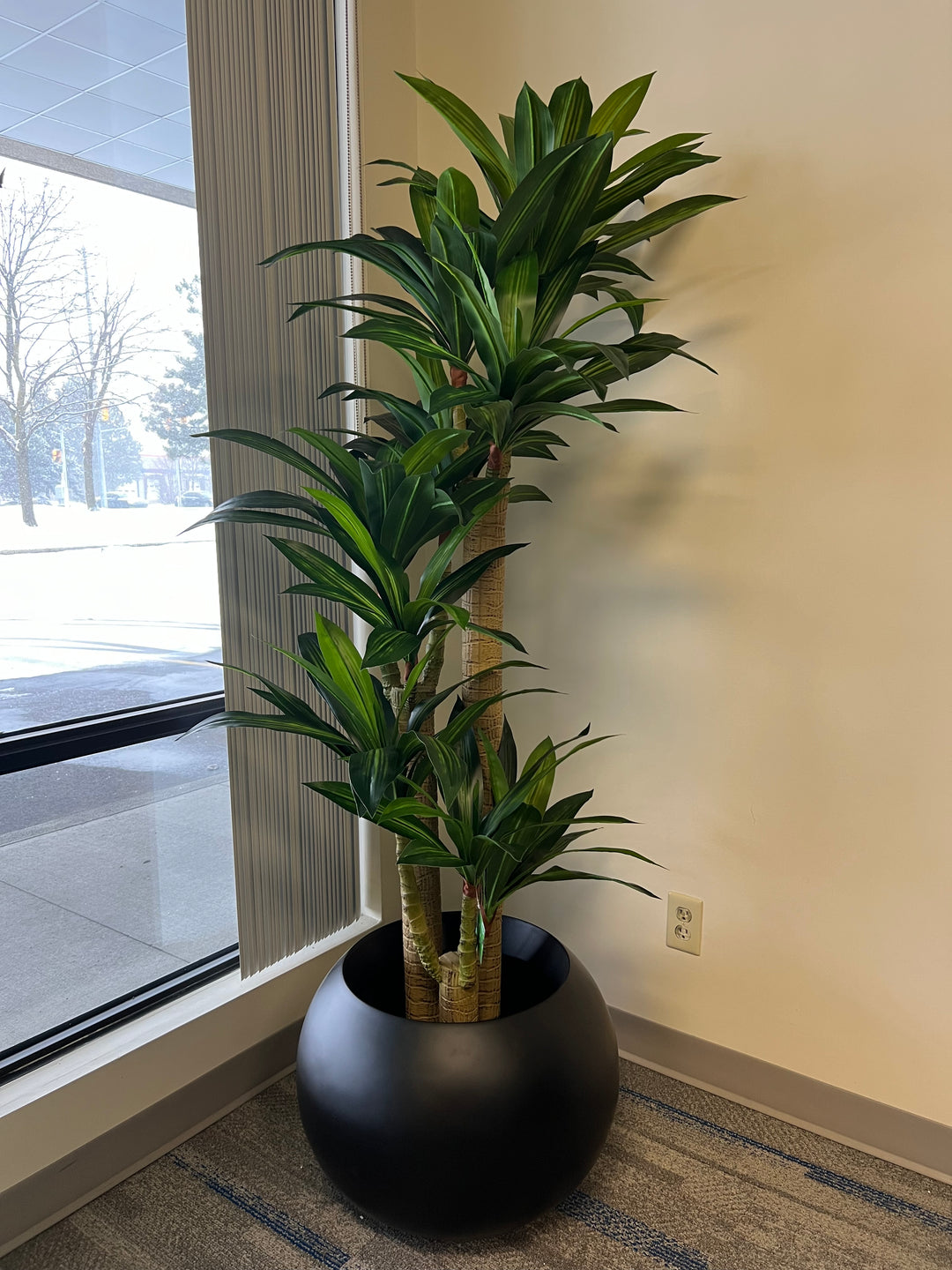yucca plant in a modern round black planter, positioned near a large window, bringing natural greenery into an indoor space with minimalist decor.