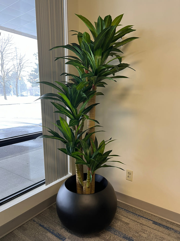 yucca plant in a modern round black planter, positioned near a large window, bringing natural greenery into an indoor space with minimalist decor.